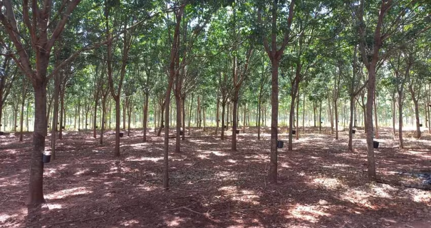 Sitio para venda na região de votuporanga-sp, com 24 alqueires todo em seringueira, casa sede muito boa, rio na propriedade, lago com peixes