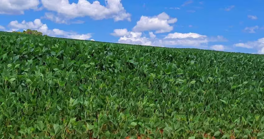Sitio para venda na região de araxa-mg, com 87 hectares, sendo 50 hectares agricultáveis, benfeitorias, rio na propriedade, altitude café