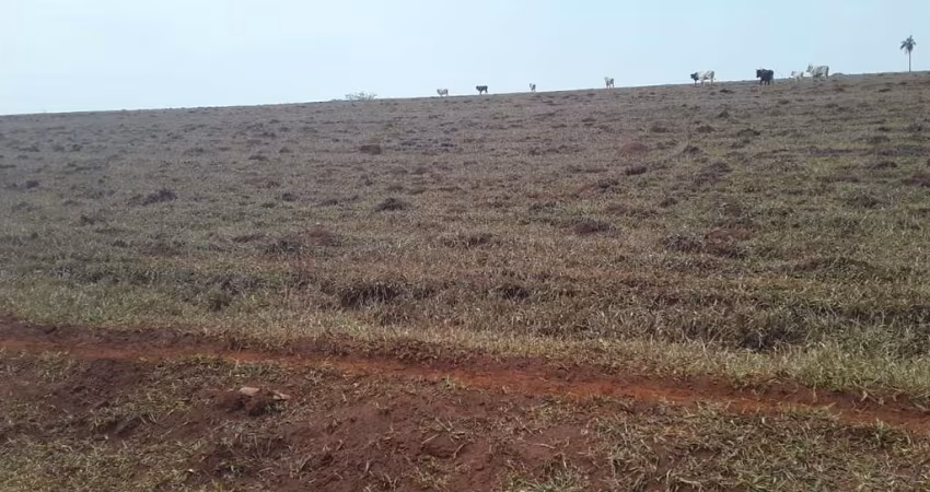 Fazenda dupla aptidão para venda na região de Porto Ferreira-SP com 67 alqueires, atual na pecuária, benfeitorias, rica em agua, rio na divisa