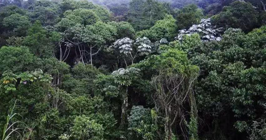 Sitio de mata atlantica para venda ou arrendamento na regiao de jacupiranga-sp, com 30 hectares para compensação ou produção de palmito