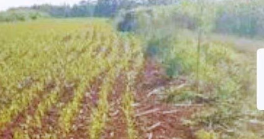 Excelente Chácara com 3,7 hectares Município de Paverama - RS