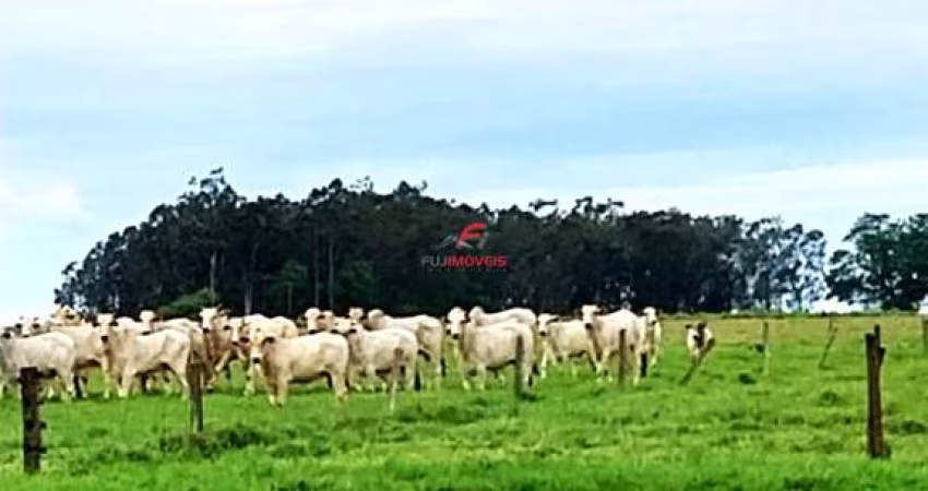 Área rural - distrito de Adhemar de Barros - Terra Rica/PR - próximo Rio Paranapanema