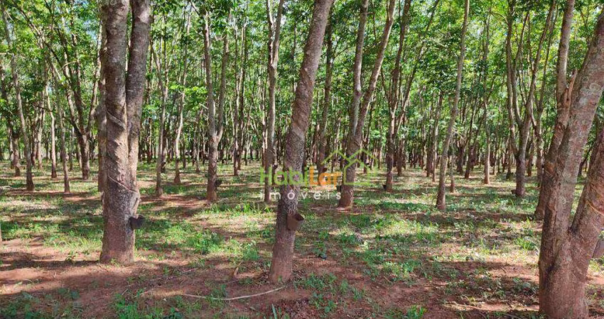 Sítio à venda, 242000 m² por R$ 2.200.000,00 - Zona Rural - Jales/SP