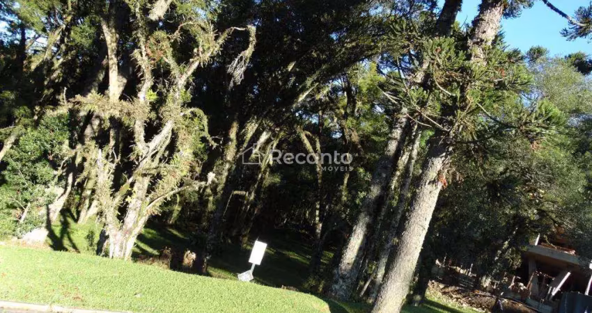 Terreno à venda, 595 m²- altos pinheiros - canela/rs