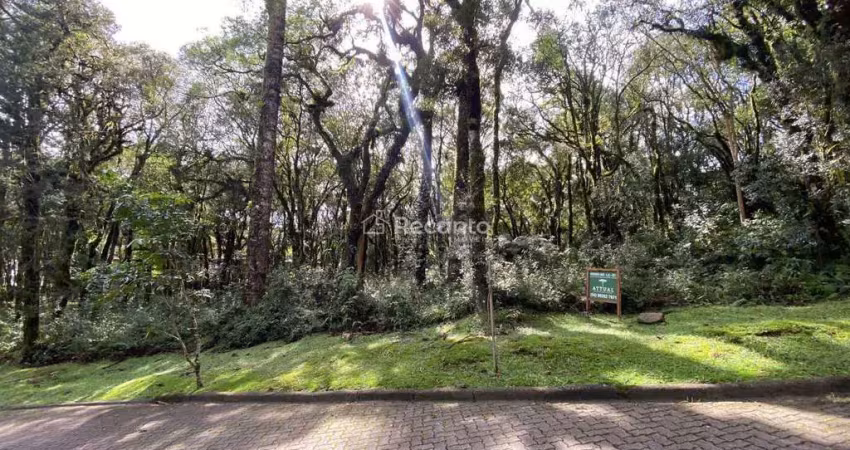 Terreno à venda na Rua José Pedro Piva, Parque Pinheiro Grosso, Canela