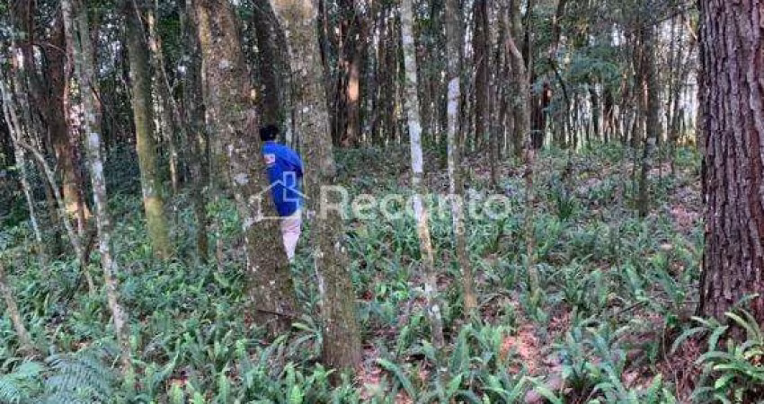 ÁREA À VENDA, 196000 M²  QUILOMBO - GRAMADO/RS, Quilombo, Gramado - RS