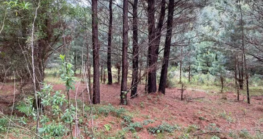 Chácara / sítio à venda no Caracol, Canela 