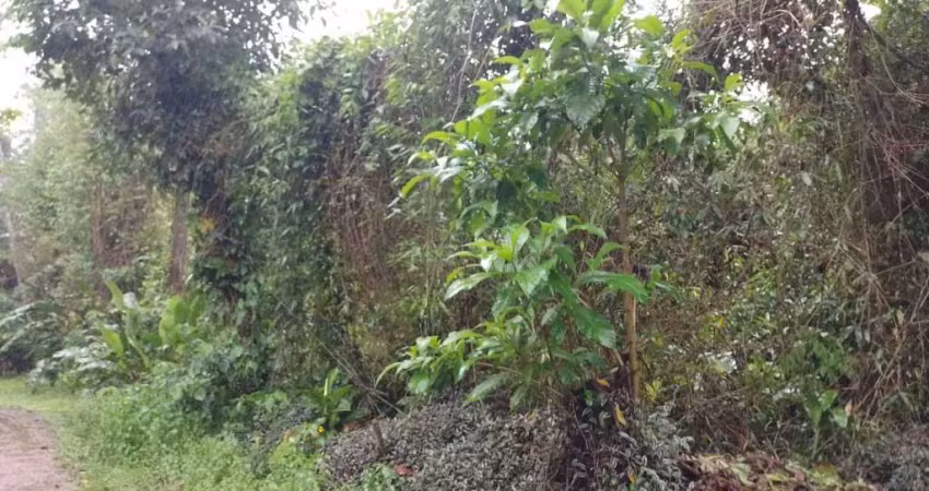 Terreno à venda na Praia do Itamambuca, Ubatuba 