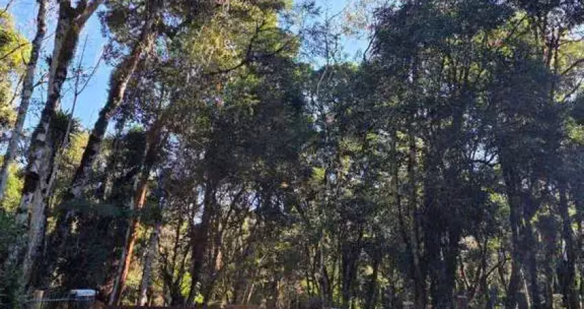 Chácara / sítio com 1 quarto à venda na Área Rural de São José dos Pinhais, São José dos Pinhais - Pr, Curralinho, São José dos Pinhais