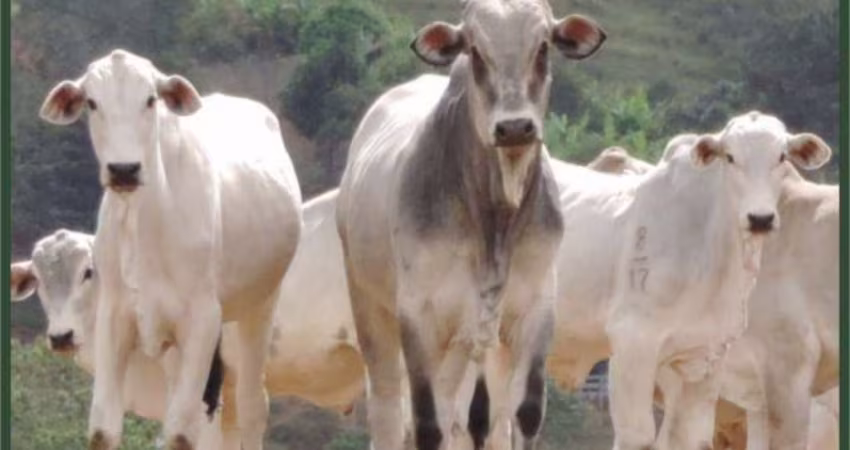 Fazenda à venda no Centro, Cambuí 