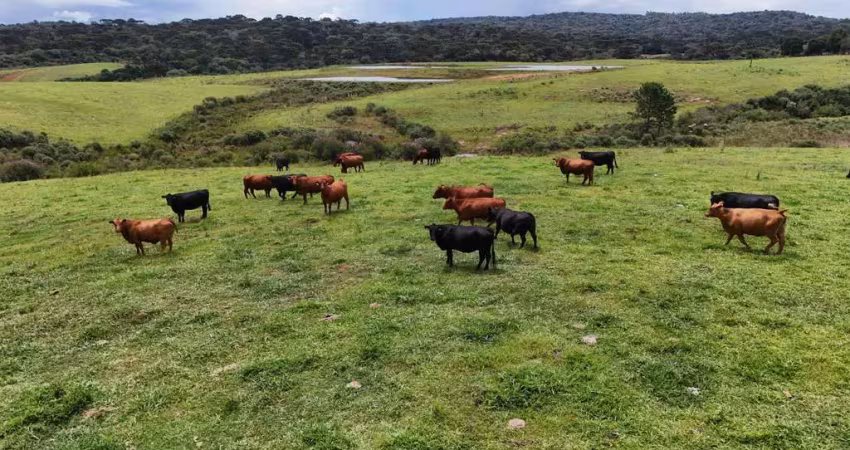 Chácara / sítio à venda na Área Rural de Guarapuava, Guarapuava 