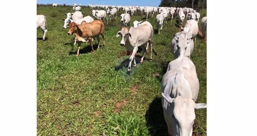 Fazenda 78 alqueires à Venda - Pecuária - Região de Brasilândia/MS