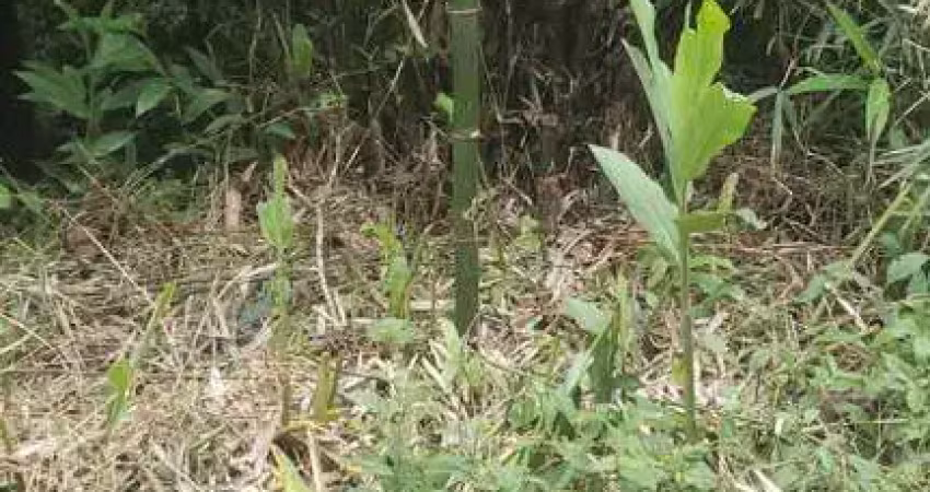 Area de compensação ambiental em represa  -  ribeirão pires