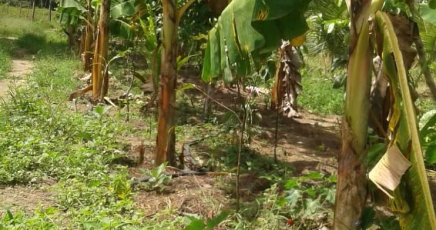 OPPORTUNIDADE SITIO FRUTIFERO OPORTUNIDADE