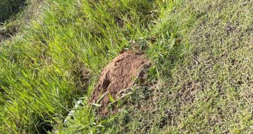 Terreno para Venda em Florianópolis, Itacorubi