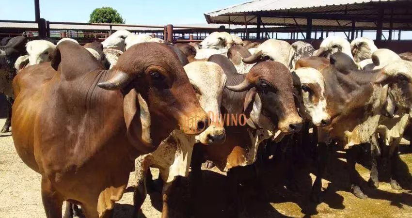 Fazenda à venda, 773 alqueires por r$ 100.000.000 - zona rural - serra azul/sp
