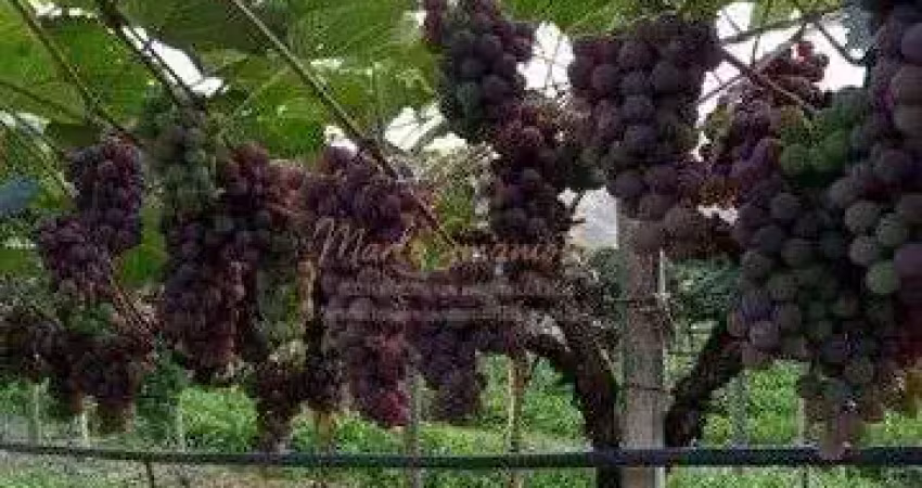 Fazenda à venda na Estrada Municipal Domingos Stoco, Bairro do Morro, Itatiba