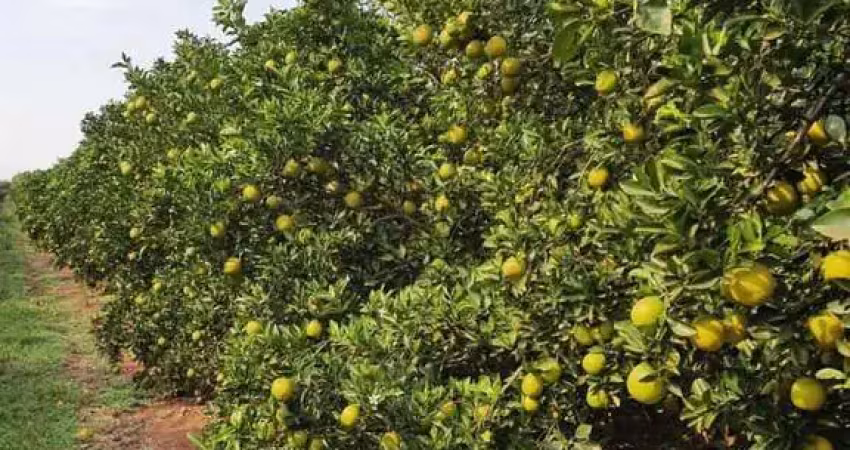Fazenda à venda no bairro área rural de avaré - avaré/sp