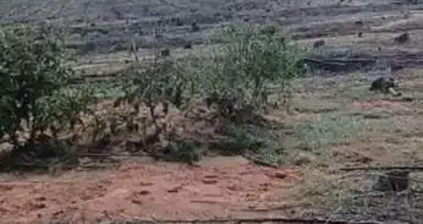 Fazenda à venda no Centro, Perdões 