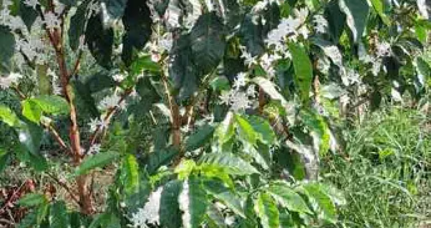 Fazenda à venda no bairro centro - são sebastião da grama/sp