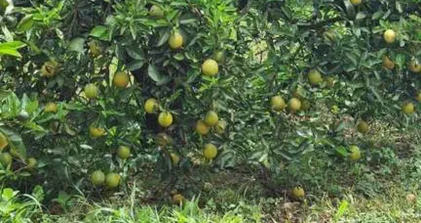 Fazenda à venda no Centro, Pompéia 