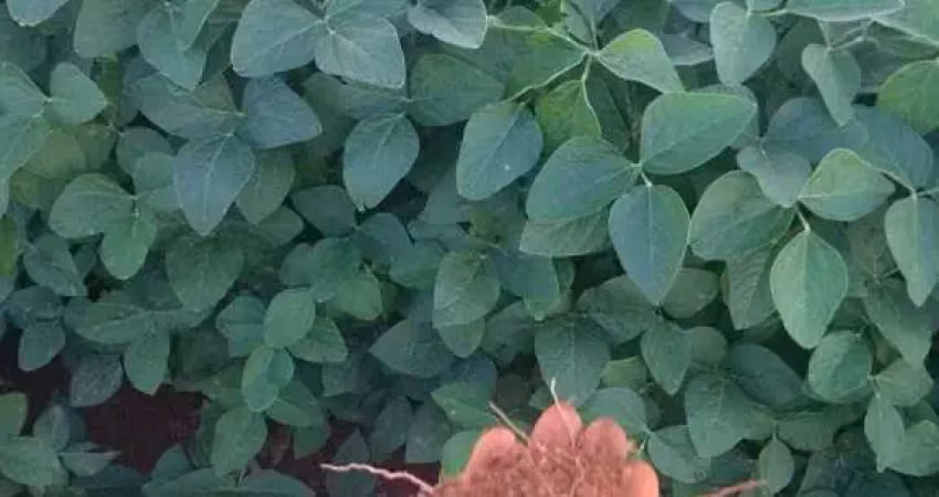 Fazenda à venda no Centro, Pimenta 