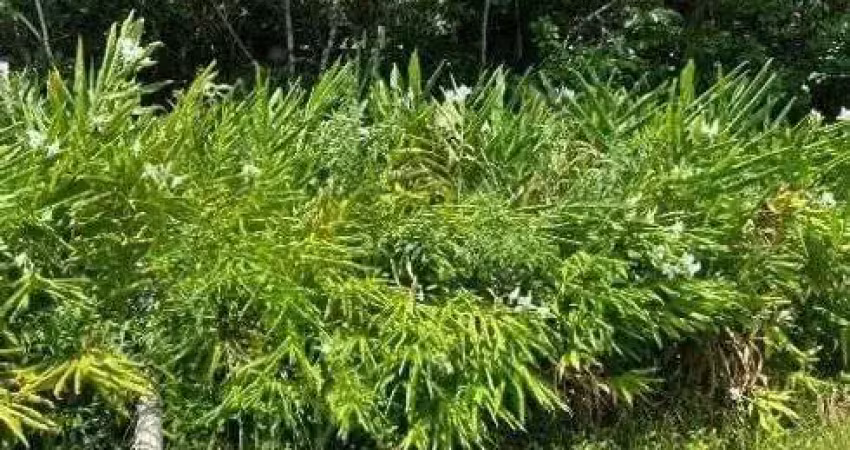 Terreno para venda tem 2383 metros quadrados em são fernando - itanhaém - sp