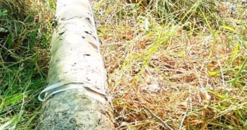 FAZENDA COM EUCALIPTO A VENDA NO ESTADO DE SÃO PAULO ??   Área Total: 106,4 Alqueires ou 257,55 Hectares   Área Com Eucalipto: 55 Alqueires ou 134 Hectares   Espécie Urograndis C/ Casca  1° Corte   12