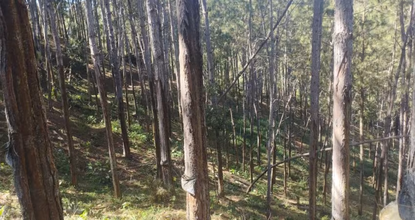 FAZENDA COM PINUS A VENDA NO ESTADO DE SÃO PAULO ?? ?   Área Total: 100 Alqueires ou 242,63 Hectares   Área em Pinus: 70 Alqueires ou 170 Hectares