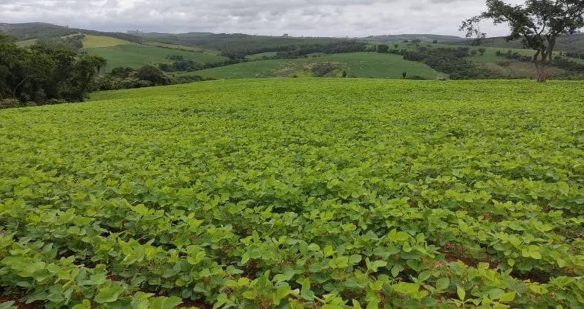 Sítio 20 Alqueires, Sendo 15 Alqueires em Plantio   Restante App, Reserva e Água   Terra Mista   Topografia levemente Ondulada e Decline sentido a Águ