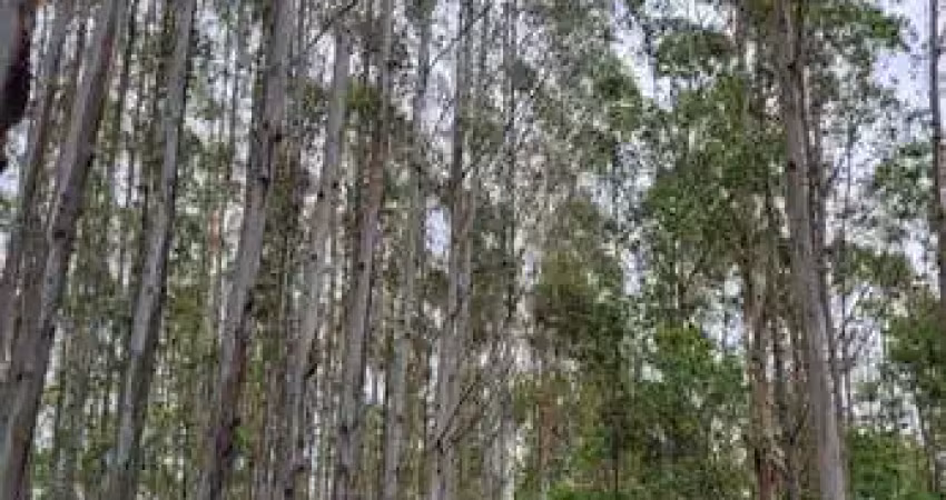 Floresta de eucalipto área total 55 alqueires ou 134 hectares em eucalipto   espécie urograndis com casca  com 12 anos de idade  volume em torno de 50