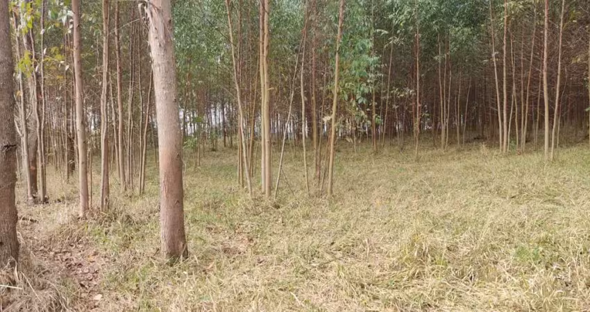 Sítio área total de 2,65 alqueires 2 alqueires de eucalipto aproximadamente com idade de 1,5 (um ano e meio)  2° corte boa topografia córrego no fundo
