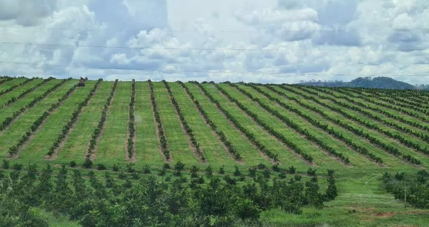 Fazenda 181 Alqueires, 141 Alqueires em Laranja, Topografia Plana e Levemente Ondulada, Terra Boa, Rica em Água, Depósitos, Fácil Acesso