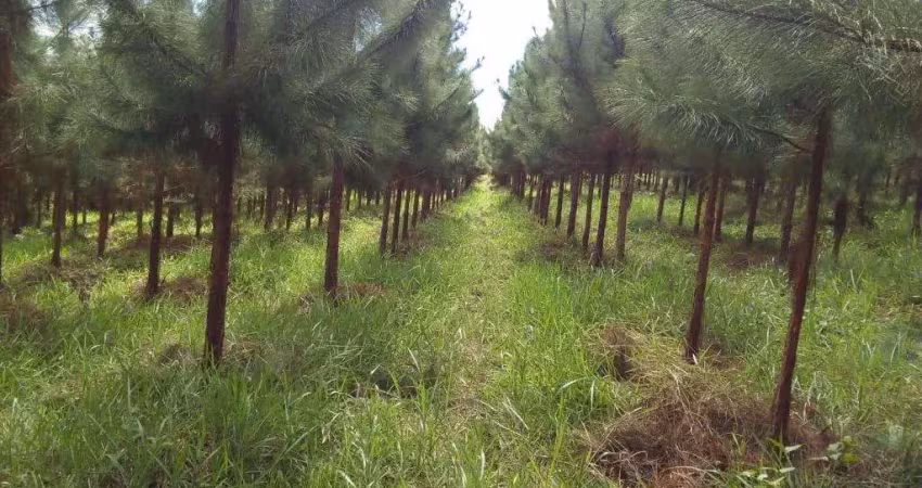 Fazenda 153 alqueires, 95 alqueires em eucalipto, 28 alqueires em pasto, casa sede, galpão, curral, casa de caseiro, ótima localização