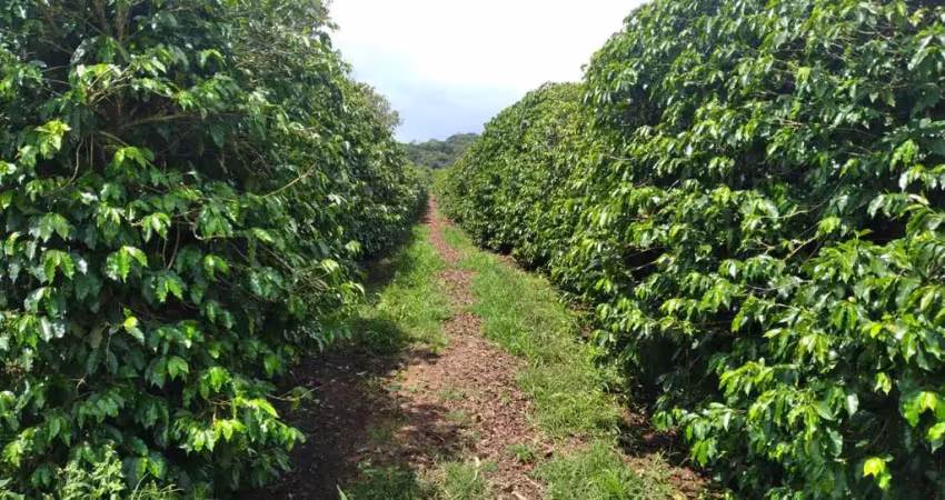 Fazenda 206 hectares, 110 mil pés de café, barracão, 2 secadores, maquina de limpar, casa sede, curral, estábulo, casa caseiro, ótima localização