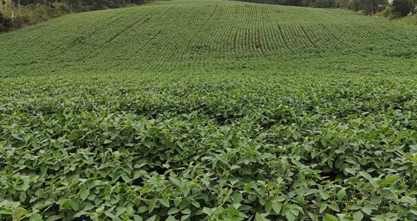 Fazenda 9 Alqueires   - 4 Alqueires em Plantio  - Restante em Pasto, Reserva e App  - Boa Topografia  - Terra Mista   - Córrego nos Fundos   - 10 km d