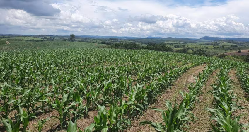 Fazenda 125 Alqueires, Aproveitamento de 70% em Lavoura, Solo Misto, Boa de Água com Rio, 80% de Aproveitamento em Eucalipto, Casa Sede