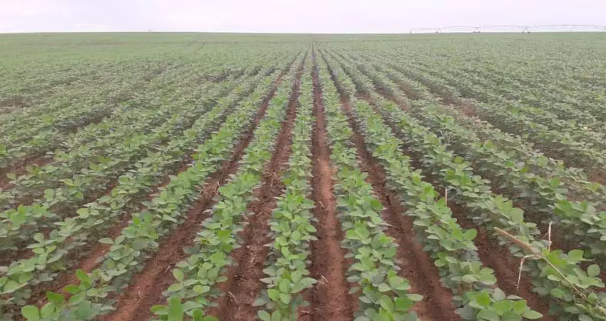 Fazenda 1065 Alqueires, 700 Alqueires de Capim, 100 Alqueires de Soja, Milho, Rica em Água com Rio, Confinamento para 500 Bois, Ótima Localização