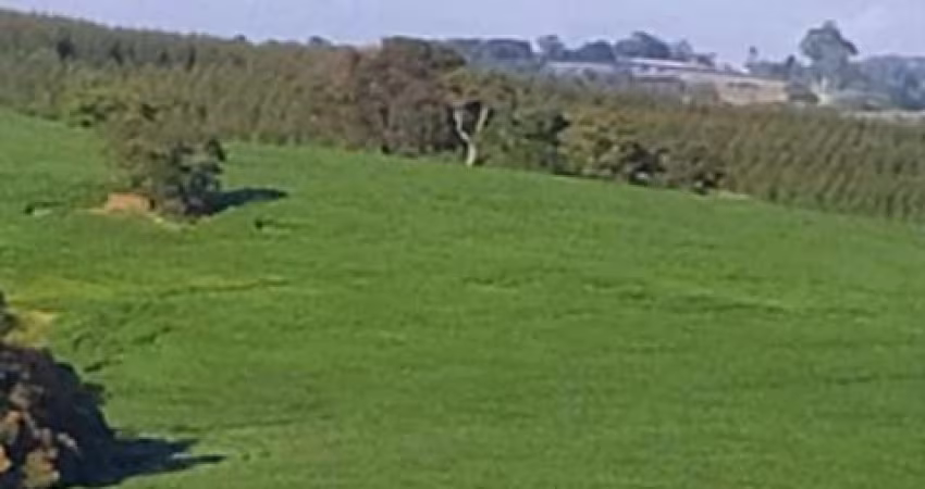 Fazenda 100 Alqueires, 35 Alqueires em Área Plantada, Planta-se Mais 30 Alqueires, Topografia Ótima, Terra Mista, Rica em Água com Lagos e Nascente