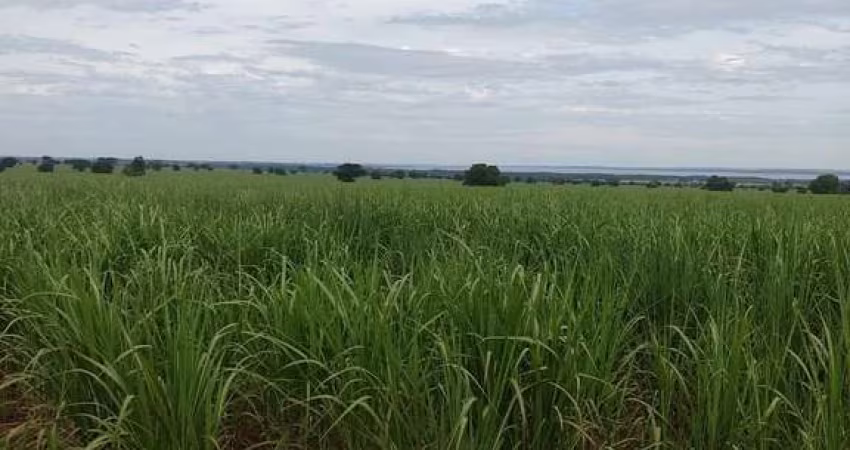 EXCELENTE FAZENDA COM CANA EM PANORAMA-SP ??   Área Total 272 Alqueires   80% em Cana  Restante Reserva e App   Arrendada a 42 toneladas por alqueir