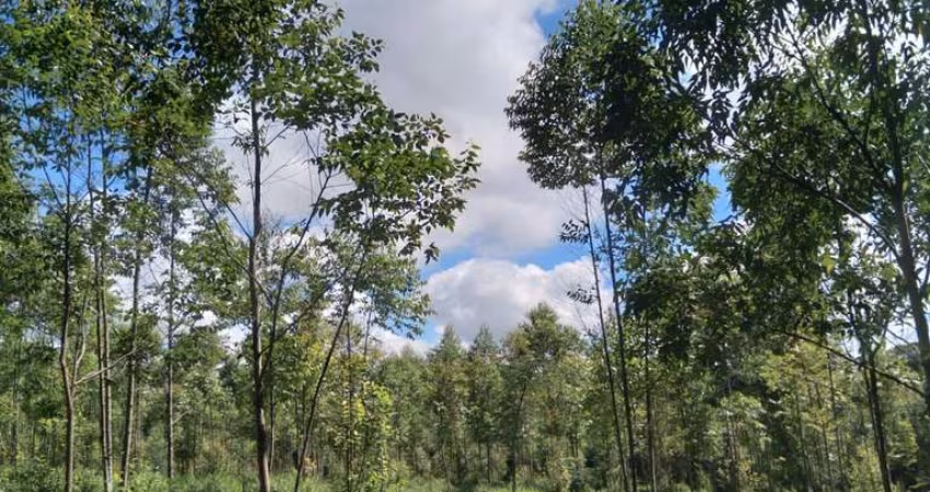 Sítio 10 Alqueires, Rica em Água com Corrego, Planta 5 Alqueires em Eucaliptos, Sem Benfeitorias, 10 Km da Cidade