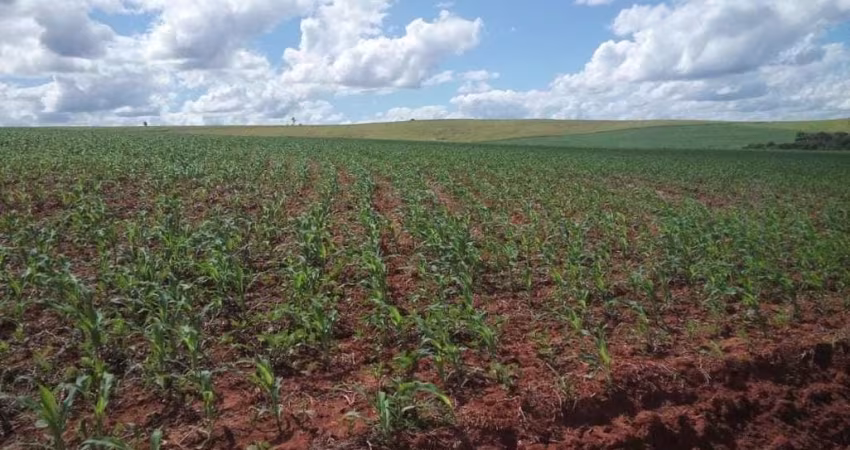 Fazenda 152 Alqueires, Boa de Água com Riachos e Poços Naturais, 110 Alqueires em Área Plantada, 12 Alqueires em Pasto, Casa Sede e Caseiro, Galpão