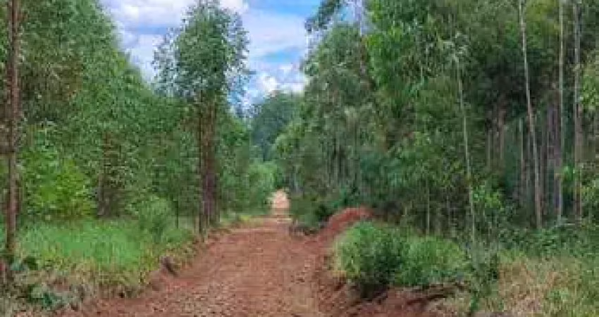 Excelente fazenda com eucalipto a venda em prata?nia-sp ??   a?rea total de 70 alqueires   58 alqueires em eucalipto  2° ciclo (na?o foi feito o des