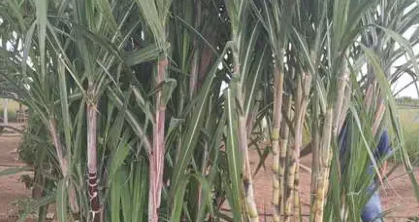 Fazenda a venda no estado do mato grosso ??  localizada no município de barra do garças - mt  *valor: ? r$ 18.000.000,00 (dezoito milhões de reais)