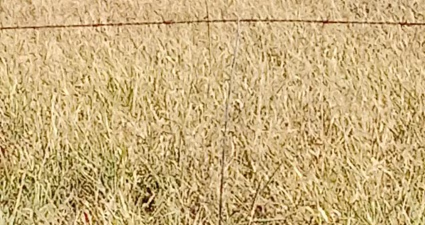 Chácara / sítio com 3 quartos à venda na Zona Rural, Jaraguari 