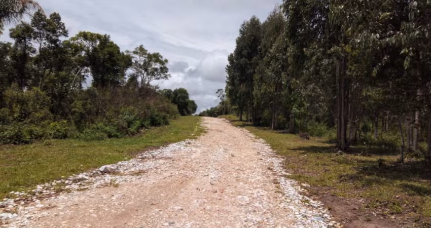 CHÁCARA  3 KM DA IGREJA DO ROSEIRA/COLOMBO COM 20 MIL M²