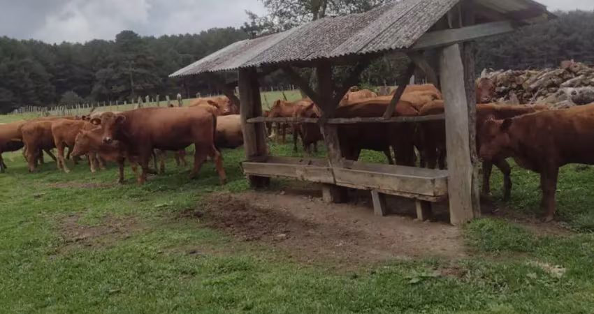 Chácara / sítio à venda na Rodovia do Xisto, 476, Passa Dois, Lapa