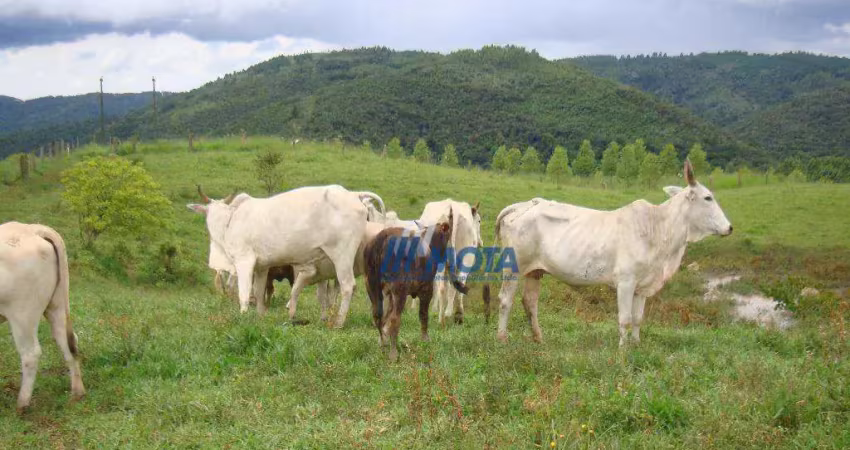 Fazenda com 1 sala à venda na Rua Benedito Soares Pinto, Três Córregos, Campo Largo