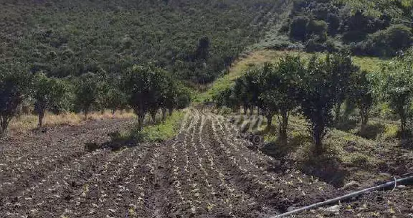 Sítio com 1 dormitório à venda, 45000 m² por r$ 550.000,00 - granja mafra - teresópolis/rj