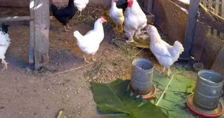Chácara / sítio com 4 quartos à venda na Rua Brás Ferreira da Silva, Vila Aparecida, São Paulo